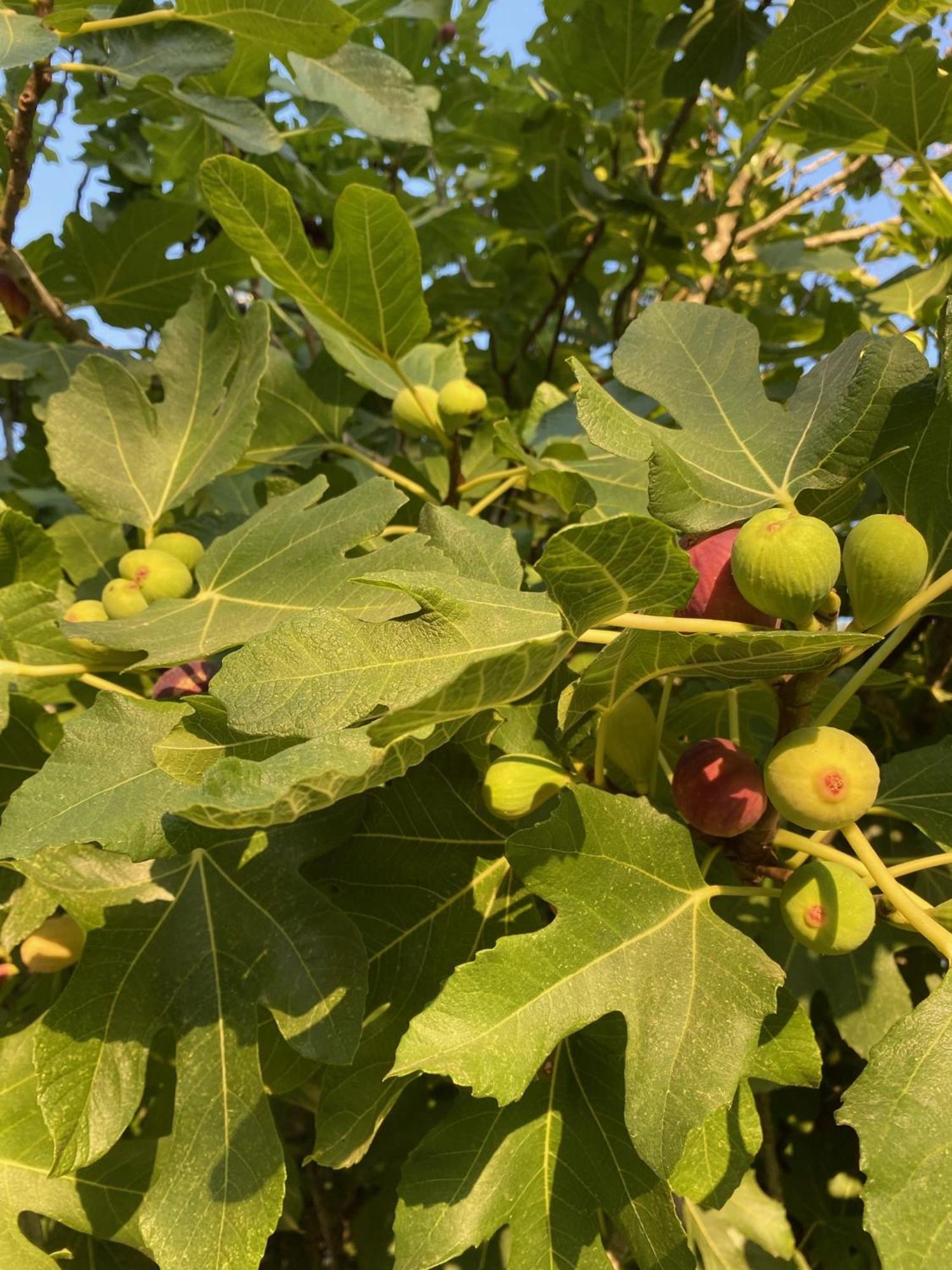 Tenuta Sidore Cursi 외부 사진